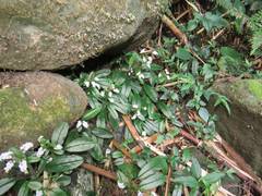 Trigonotis formosana