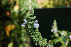 Salvia pallida