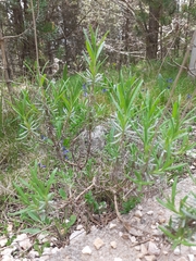 Lavandula angustifolia