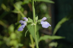 Salvia pallida