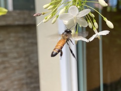 Apis dorsata