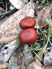 Cortinarius kula