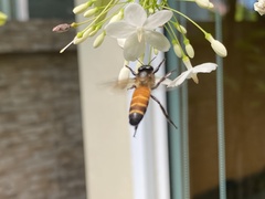 Apis dorsata