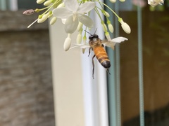 Apis dorsata