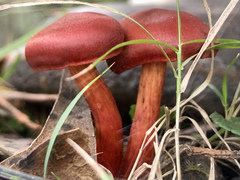 Cortinarius kula