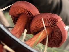 Cortinarius kula