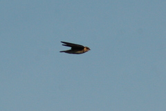 Alopochelidon fucata
