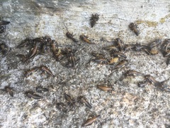 Eurypepla brevilineata