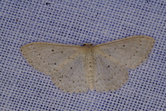 Scopula sublinearia