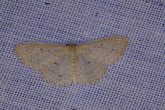 Scopula sublinearia