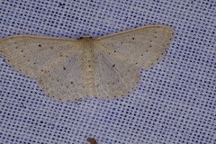 Scopula sublinearia