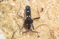 Velia rivulorum