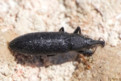 Lixus filiformis