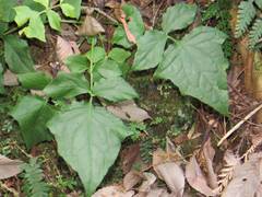 Notoseris melanantha