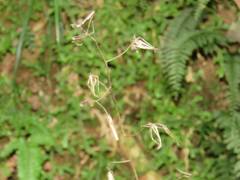 Notoseris melanantha