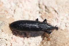 Lixus filiformis