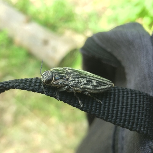 Pine-borer, Kyiv, Kyiv, UA, photo 5 of 10