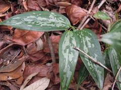 Smilax glabra