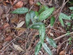Smilax glabra
