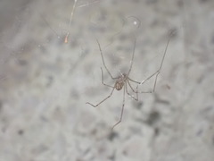 Pholcidae