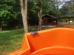 Mesosa curculionoides