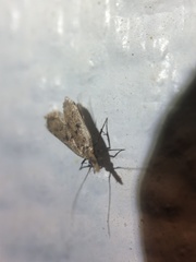 Dichomeris punctipennella