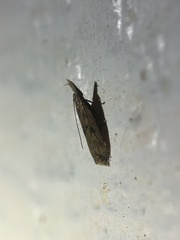 Dichomeris punctipennella