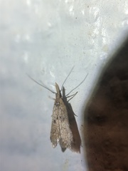 Dichomeris punctipennella