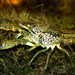 Marbled Crayfish - Photo (c) Chucholl C., some rights reserved (CC BY-SA)