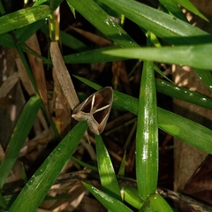 Chalciope