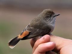 Chestnut-Rumped Thornbill photo 3