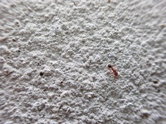 Trichomyrmex destructor