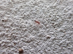 Trichomyrmex destructor