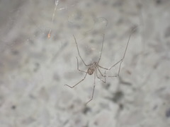 Pholcidae