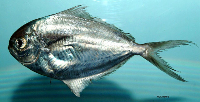 Gulf Butterfish
