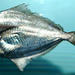 Gulf Butterfish - Photo (c) NOAANMFSMississippi Laboratory, some rights reserved (CC BY)