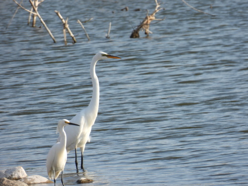 Great Egret photographed in South Dakota