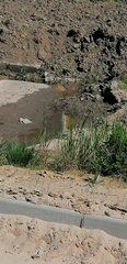 Motacilla citreola
