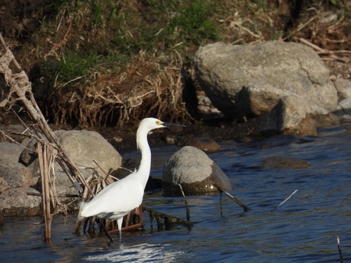 Snowy Egret photographed in South Dakota