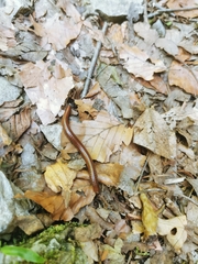 Pachyiulus hungaricus