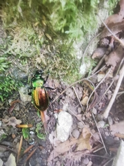 Carabus ulrichii arrogans