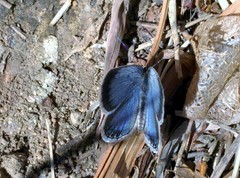Celastrina lavendularis