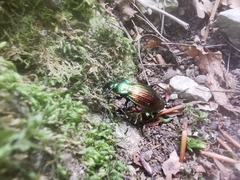 Carabus ulrichii arrogans