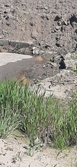 Motacilla citreola