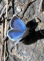 Celastrina lavendularis
