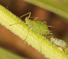 Macrosiphum gei