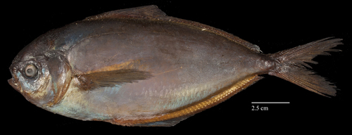 Butterfish