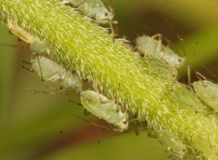 Macrosiphum gei