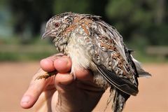 Turnix varius varius