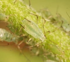 Macrosiphum gei